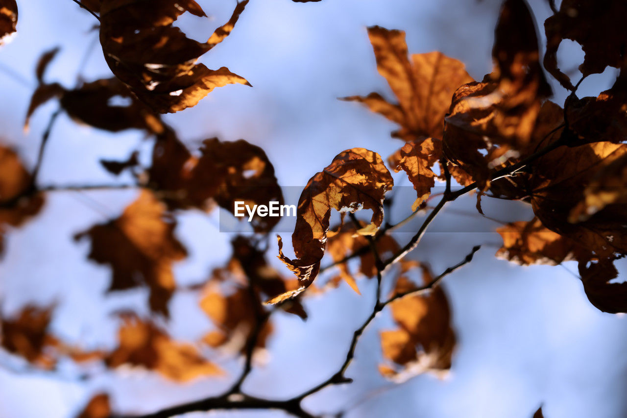 leaf, tree, plant part, autumn, plant, nature, branch, sunlight, beauty in nature, sky, no people, outdoors, land, tranquility, selective focus, environment, scenics - nature, dry, landscape, close-up, flower, day, winter, focus on foreground, forest, twig, spring, food and drink