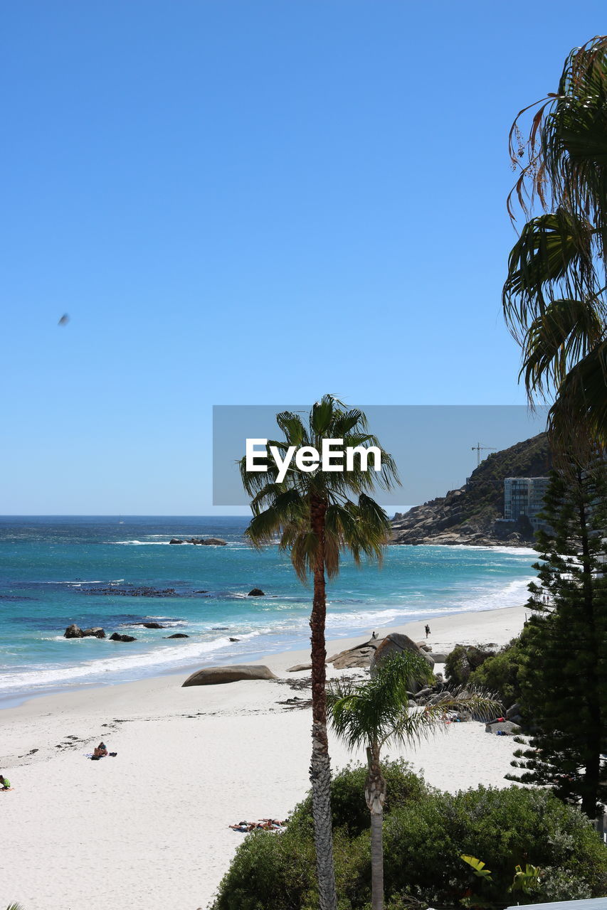 Palm trees on beach against clear blue sky