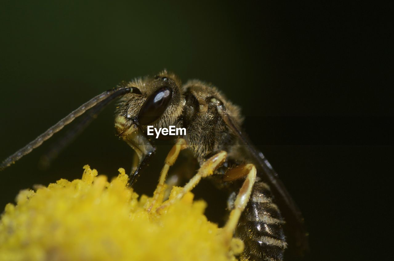 CLOSE-UP OF HONEY BEE POLLINATING ON FLOWER