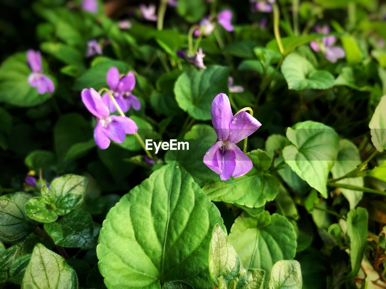 CLOSE-UP OF PURPLE FLOWERING PLANT