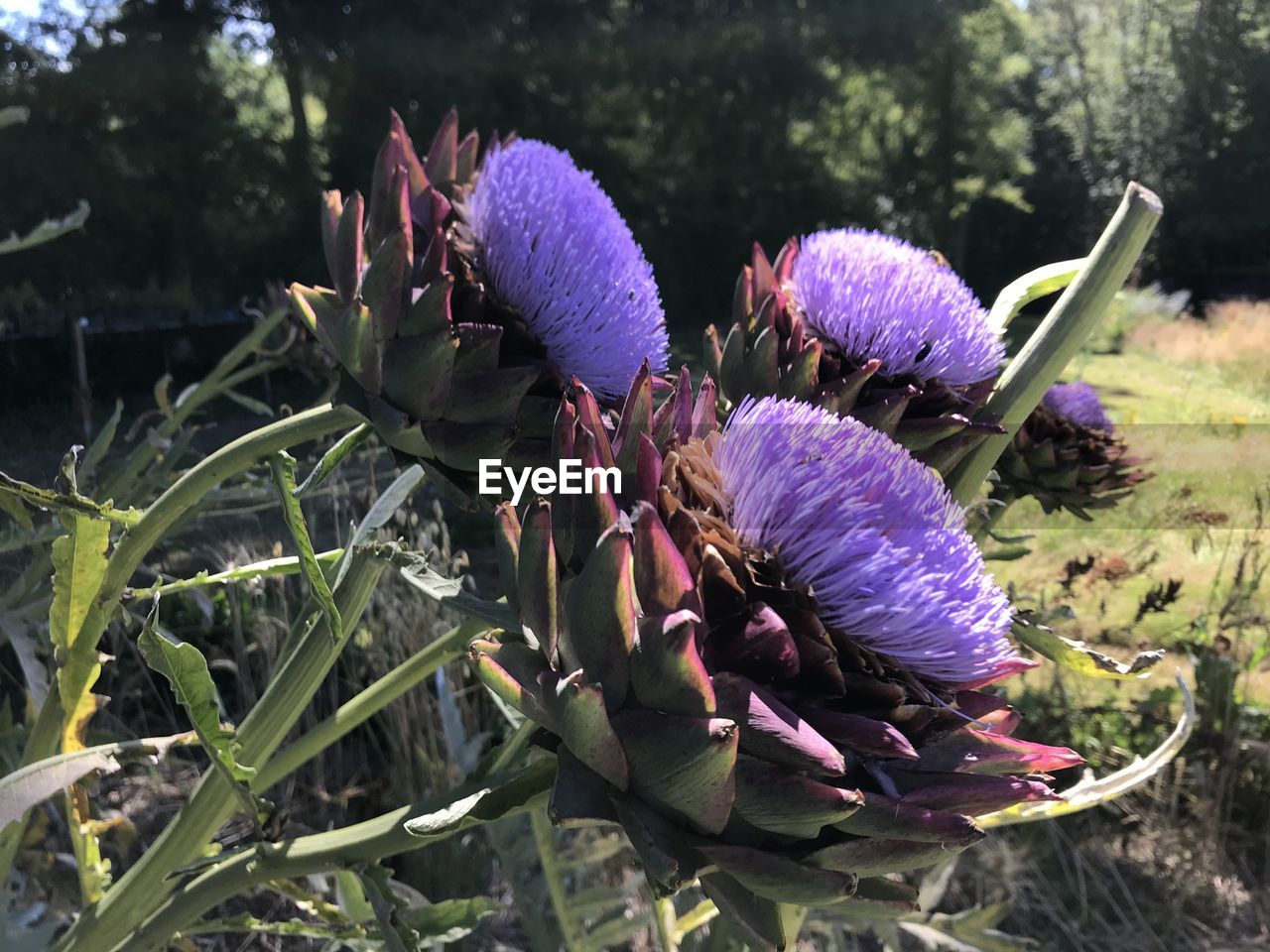 CLOSE-UP OF PURPLE FLOWERING PLANTS