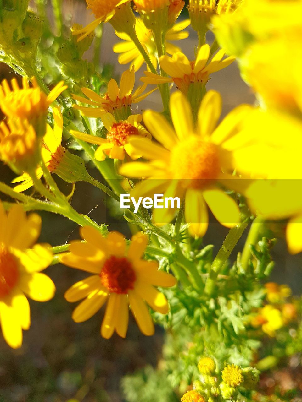 CLOSE-UP OF FLOWERING PLANT