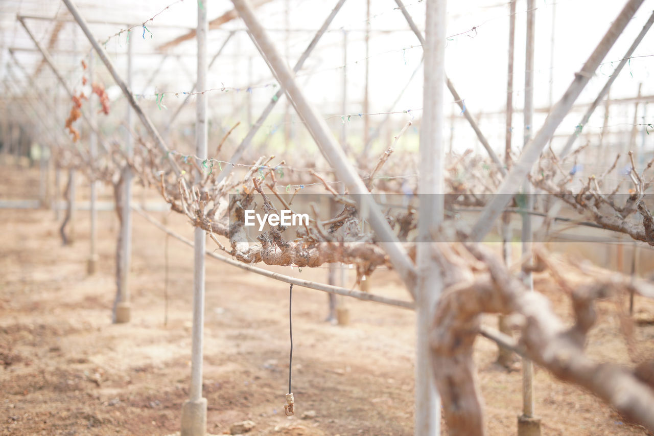 Growing grape fruit plant tree in vineyard farm. viticulture orchard