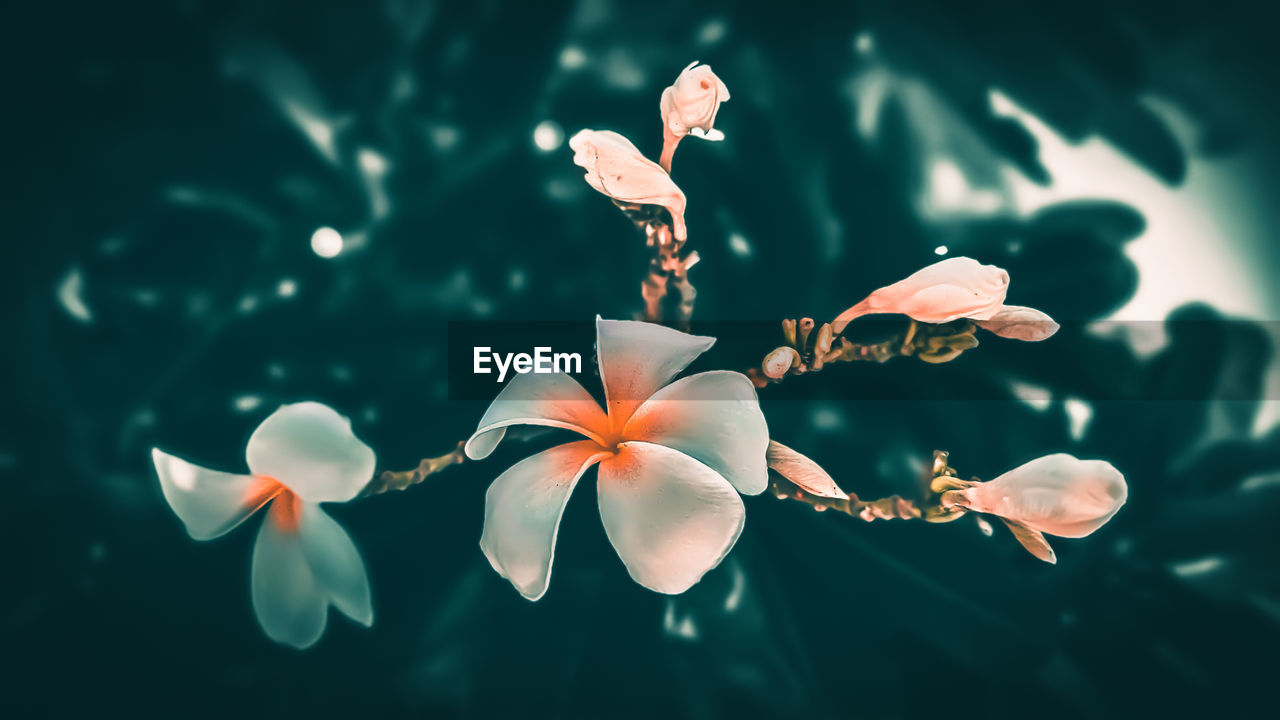 Close-up of white flowering plant