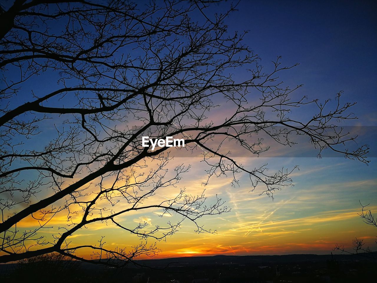 SILHOUETTE BARE TREE AGAINST ORANGE SKY