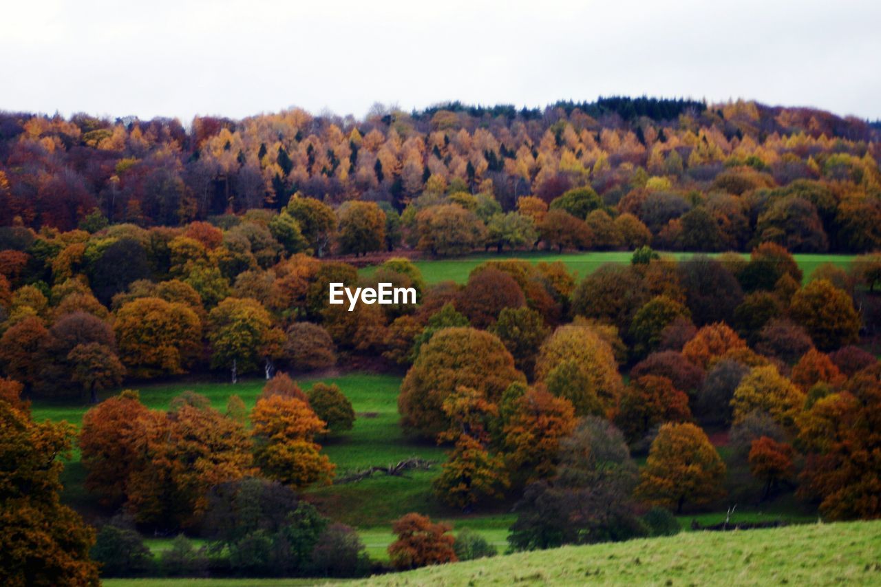 TREES ON FIELD DURING AUTUMN