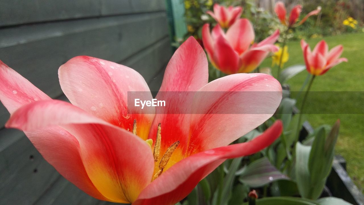 CLOSE-UP OF FRESH DAY LILY FLOWERS BLOOMING OUTDOORS