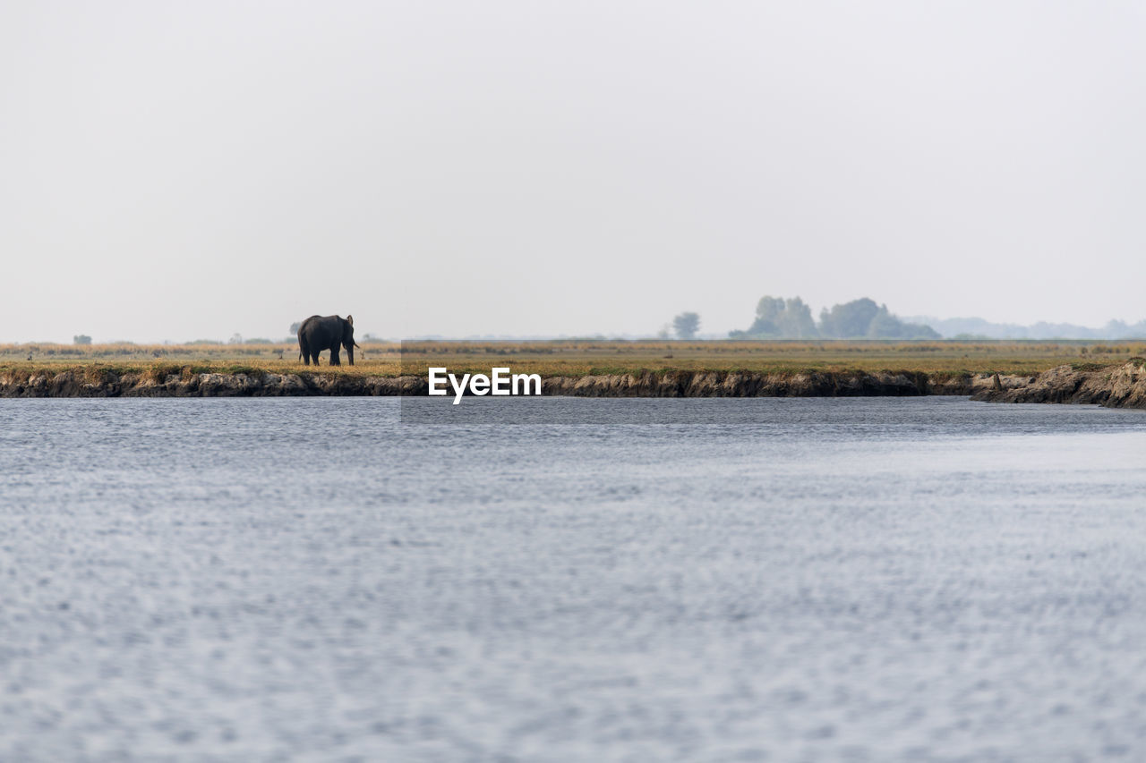 View of an elephant in a lake