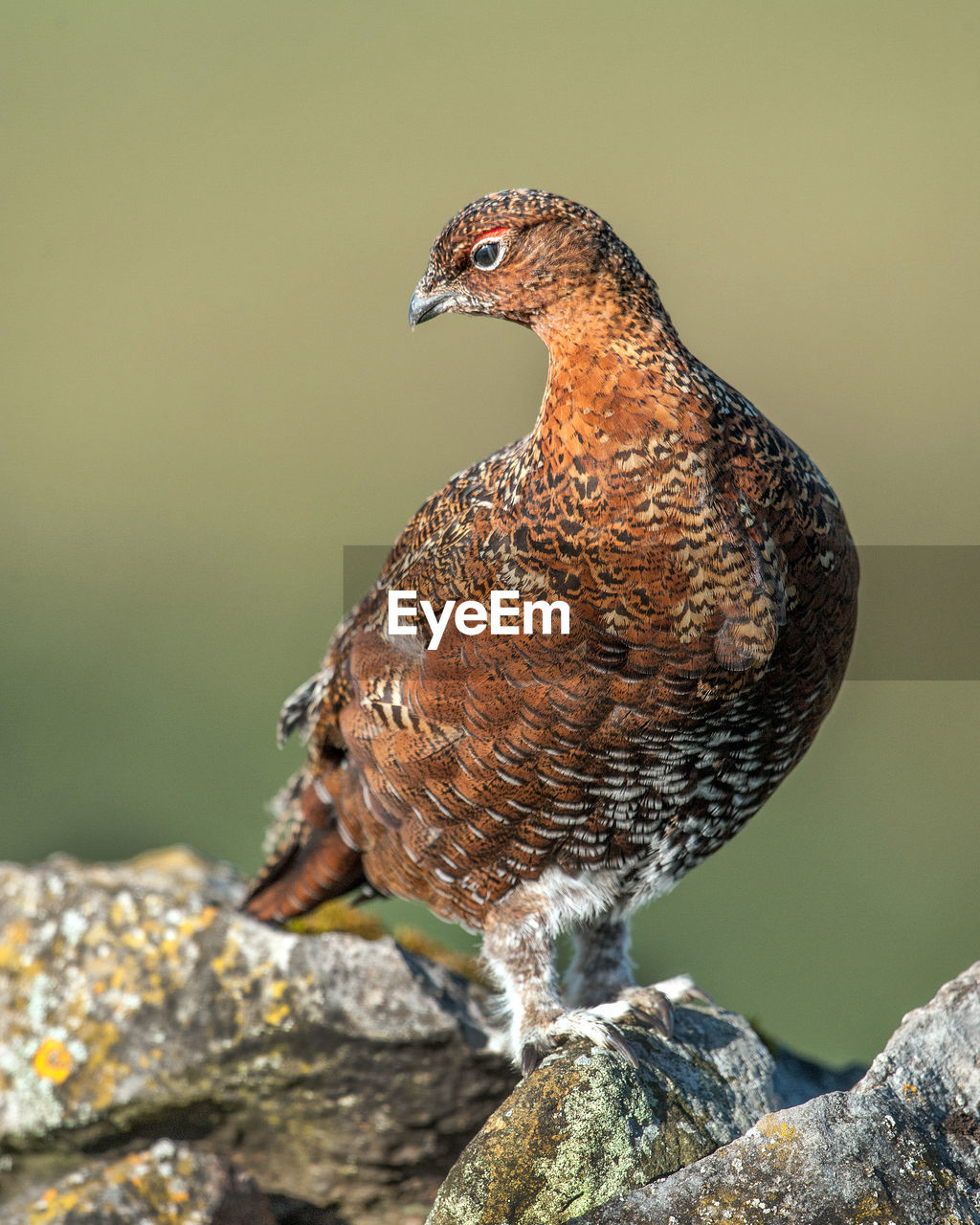 CLOSE-UP OF HAWK PERCHING ON ROCK