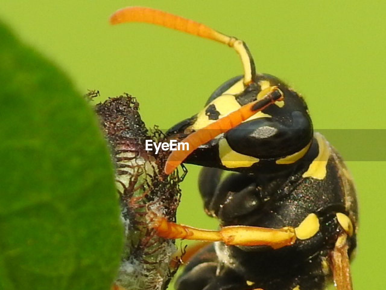 CLOSE-UP OF CRAB ON LEAF OVER SEA