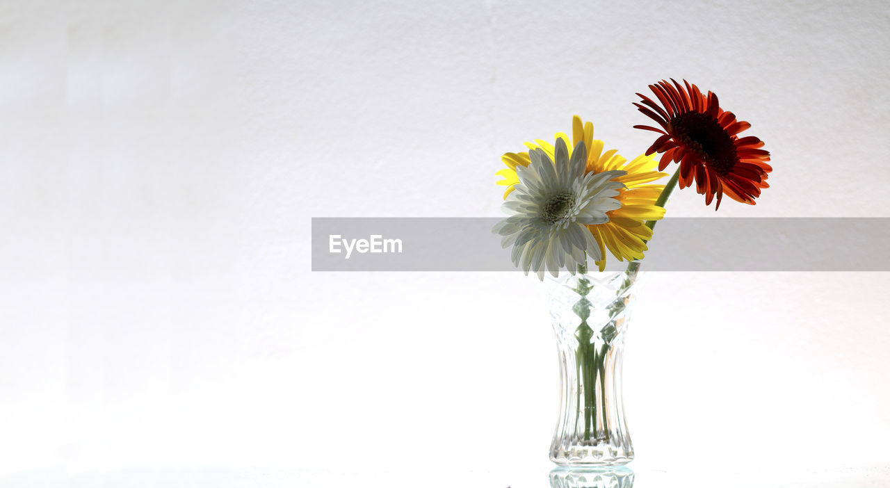 Close-up of flower in vase against white background
