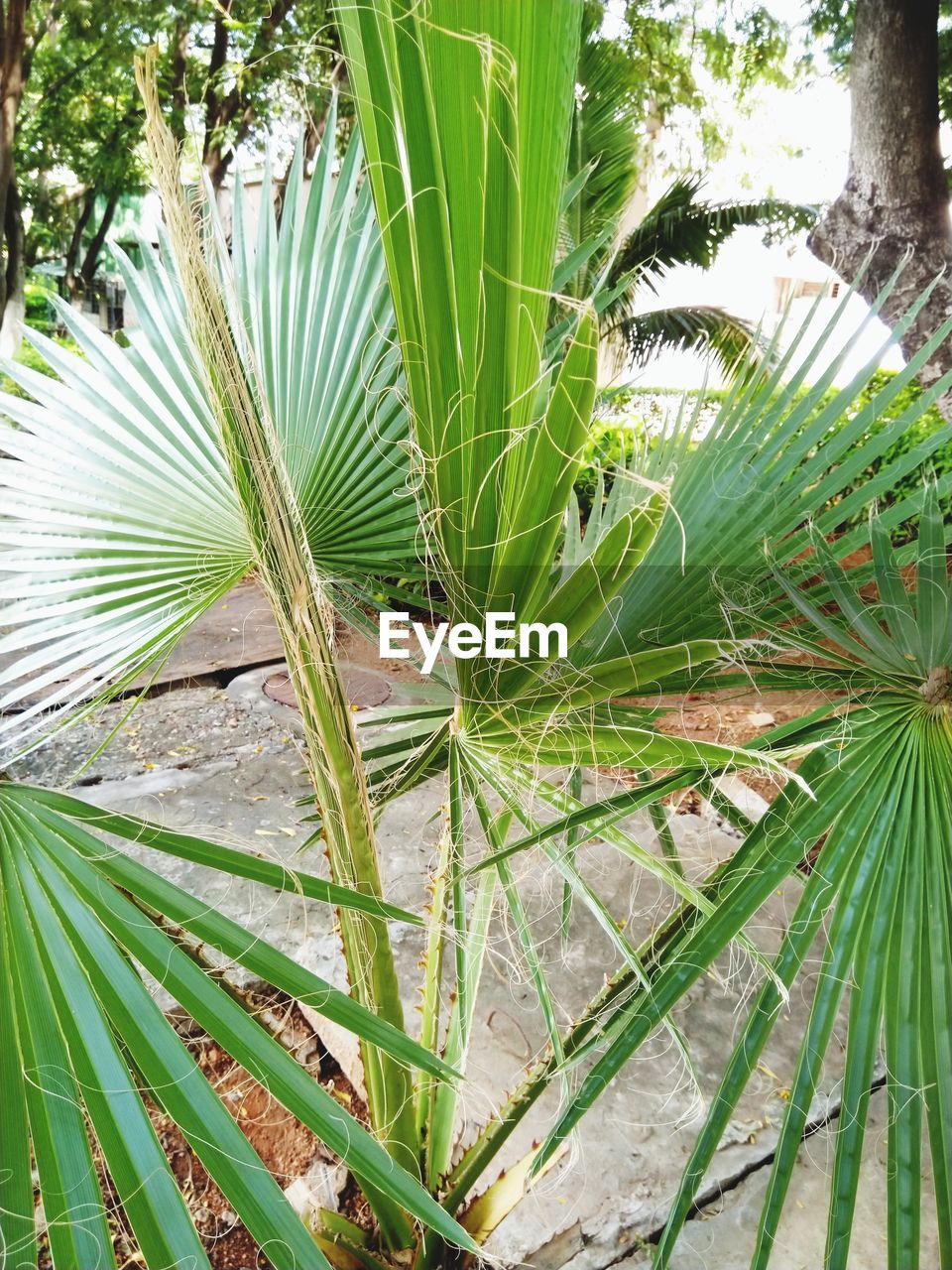 CLOSE-UP OF PALM TREES GROWING ON FIELD