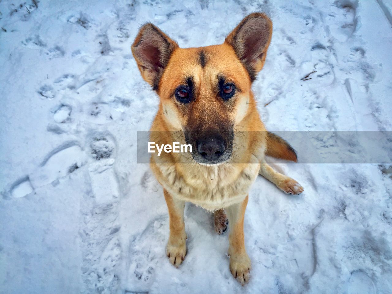 Portrait of dog standing in snow