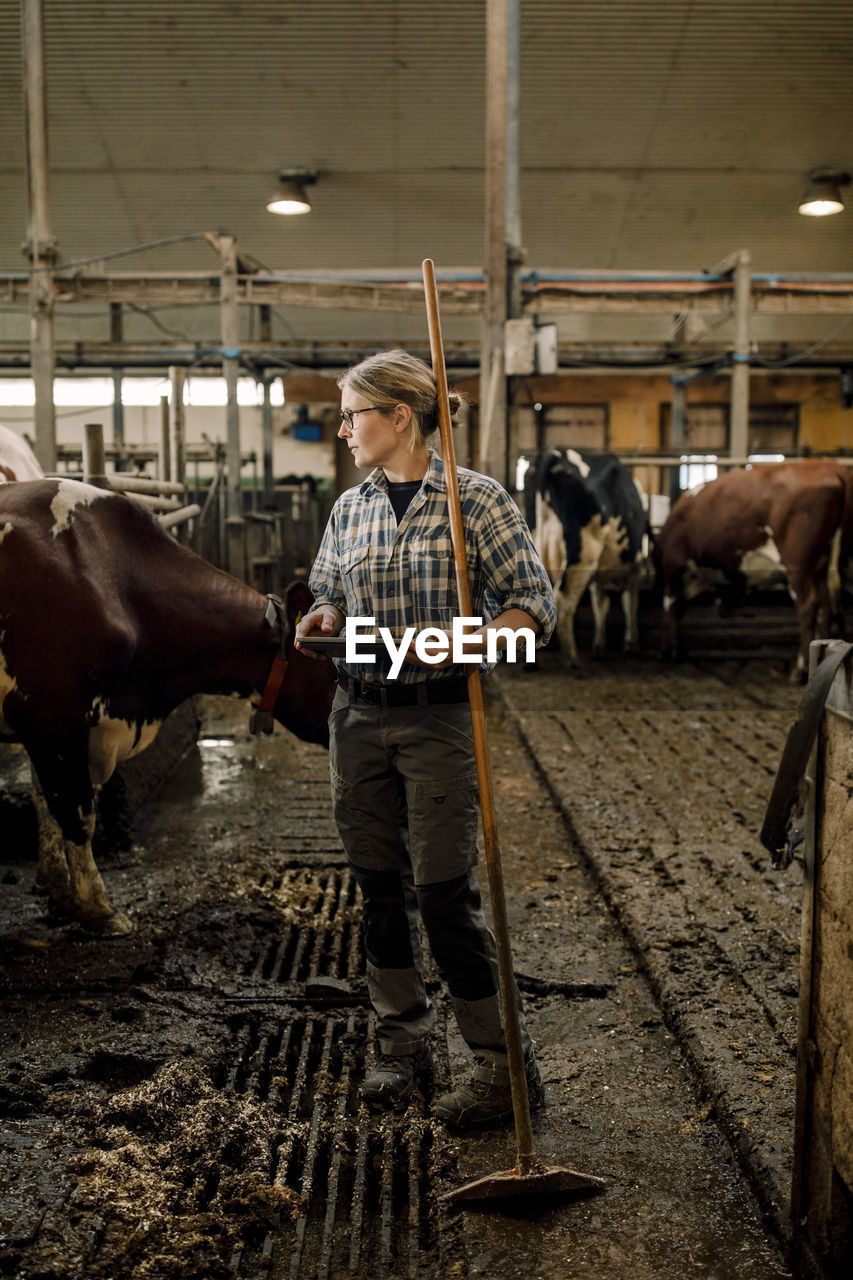 Female farmer with tablet pc and shovel standing by cattle at dairy farm