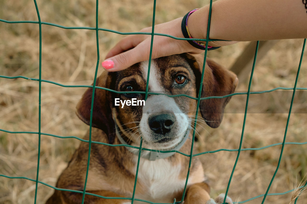 pet, mammal, dog, one animal, domestic animals, animal themes, animal, canine, fence, puppy, portrait, looking at camera, hand, one person, focus on foreground, animal shelter, animal body part, day, young animal, chainlink fence, nature