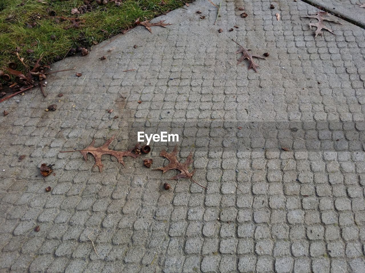 High angle view of dry leaves on road