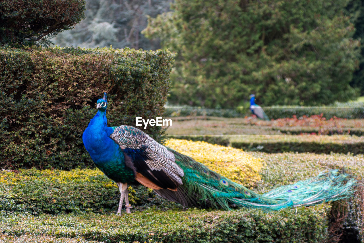 peacock, bird, animal themes, animal, animal wildlife, wildlife, one animal, nature, blue, peacock feather, beauty in nature, plant, feather, day, land, multi colored, outdoors, no people, tree, full length, green, field, grass