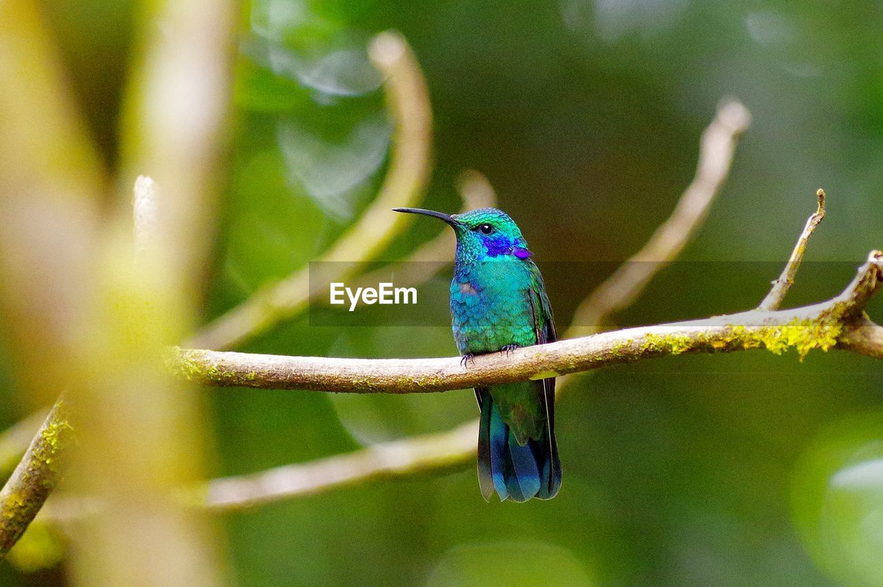 CLOSE-UP OF BLUE BIRD PERCHING ON TREE