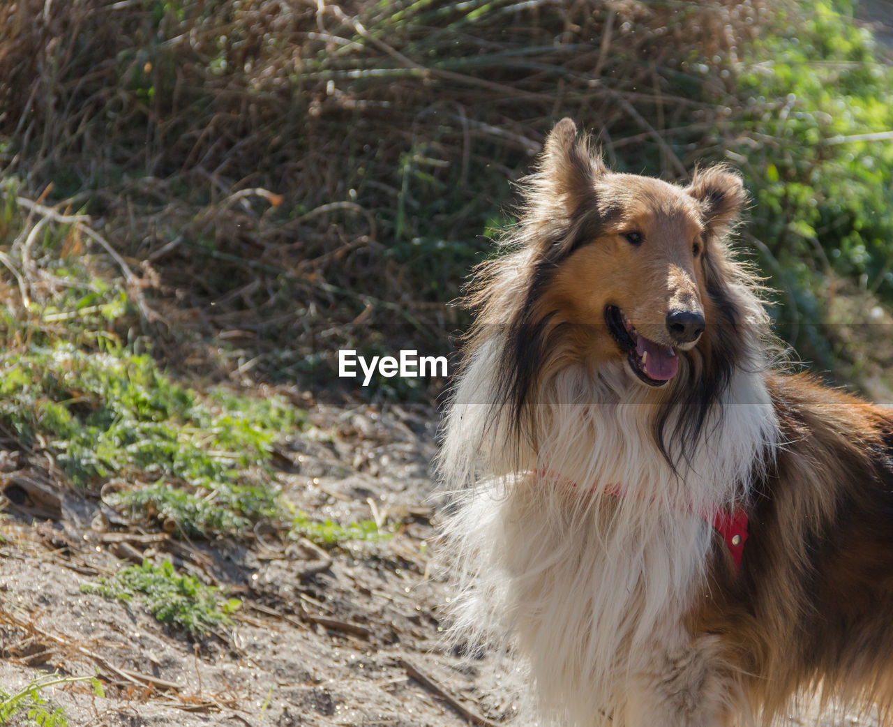 PORTRAIT OF DOG ON LAND