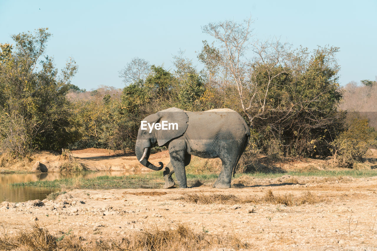 Elephant in a field