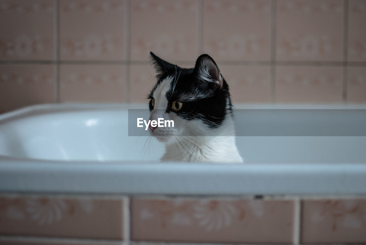 Close-up of cat peeking from bathtub