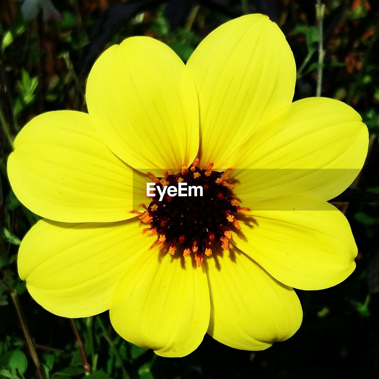 CLOSE-UP OF YELLOW FLOWER BLOOMING