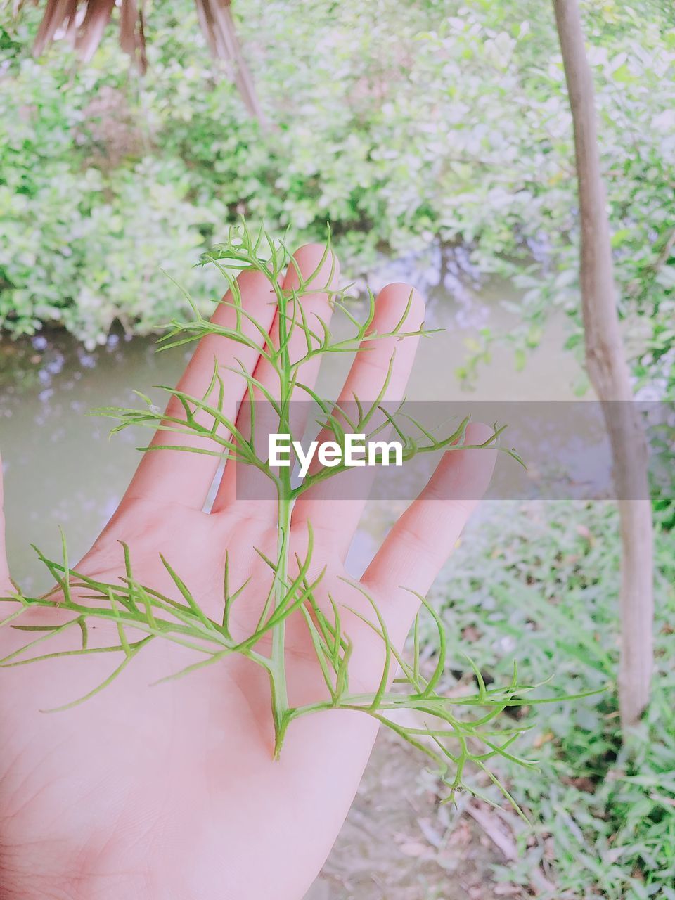 CLOSE-UP OF HAND HOLDING POTTED PLANT AGAINST TREES