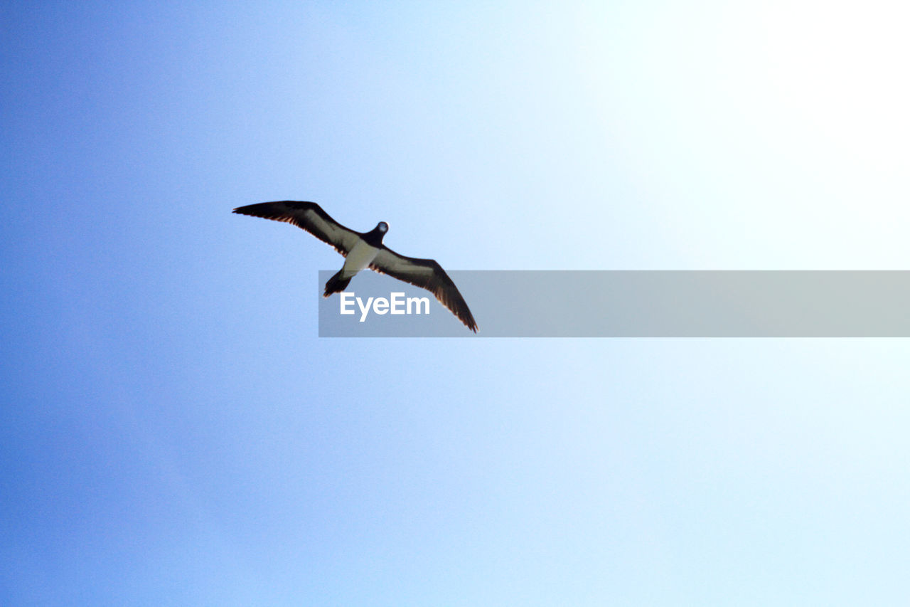 LOW ANGLE VIEW OF SEAGULLS FLYING