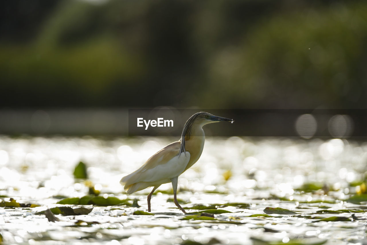 VIEW OF A BIRD