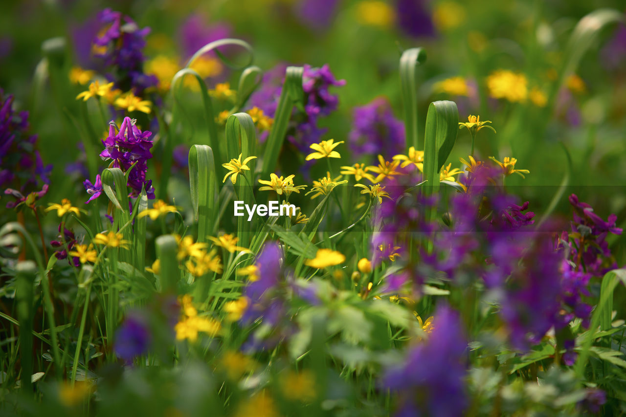 flower, flowering plant, plant, meadow, beauty in nature, freshness, nature, purple, prairie, multi colored, grass, summer, field, wildflower, medicine, selective focus, land, garden, grassland, no people, food, growth, green, flowerbed, environment, plant part, food and drink, landscape, herb, close-up, outdoors, healthcare and medicine, leaf, ornamental garden, sky, alternative medicine, vegetable, non-urban scene, herbal medicine, plain, macro photography, yellow, sunlight, botany, animal wildlife, springtime, natural environment, botanical garden, gardening, leaf vegetable, front or back yard, travel, travel destinations, blossom, backgrounds, vibrant color, flower head, day, rural scene, morning