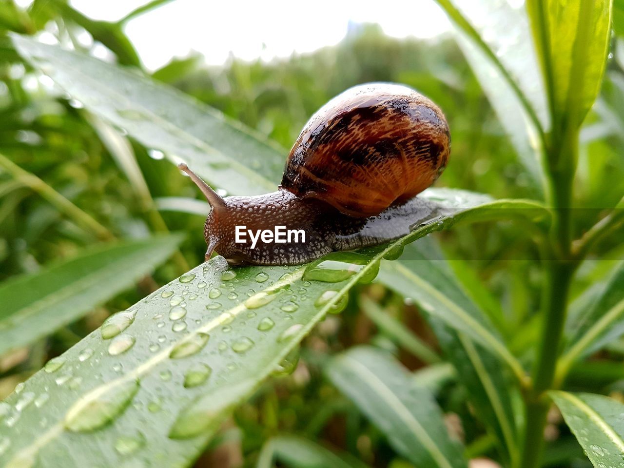 Snail on leaf