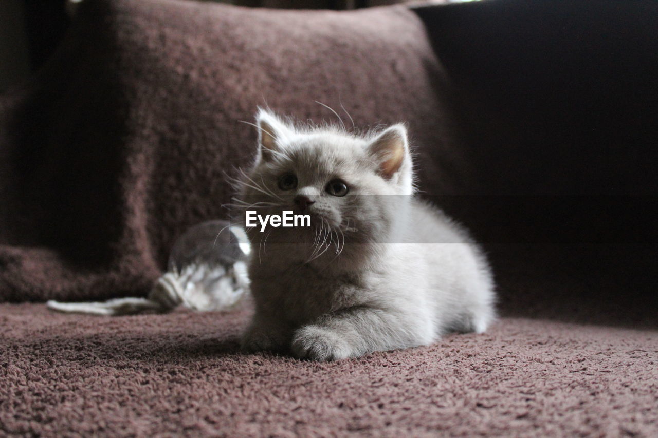 Close-up of cute white kitten lying on carpet at home