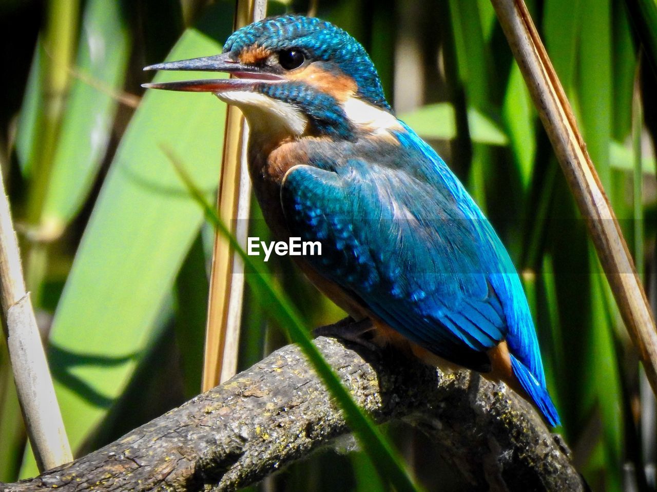 CLOSE-UP OF BIRD PERCHING ON TREE