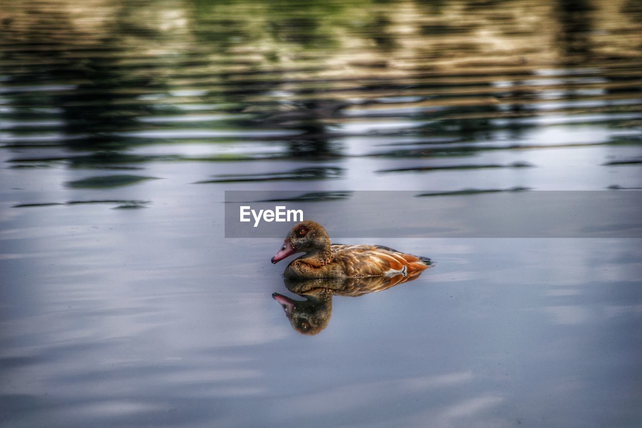 animal themes, animal, reflection, water, duck, animal wildlife, wildlife, bird, one animal, lake, nature, water bird, ducks, geese and swans, swimming, no people, poultry, waterfront, day, motion, mallard, outdoors, rippled