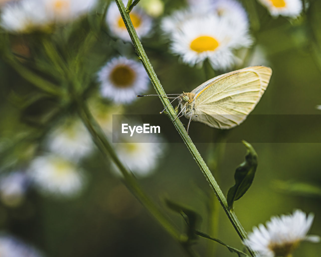 A white butterfly on a plant stem