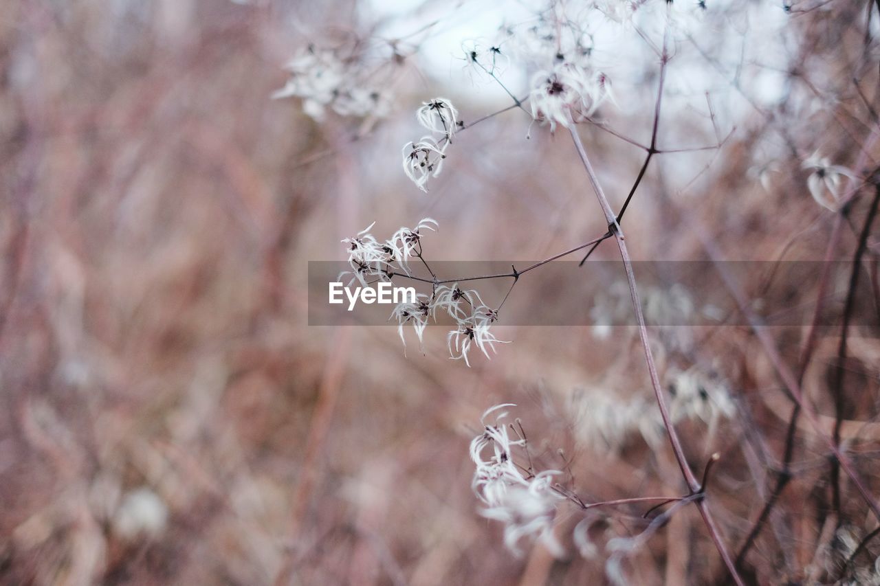 CLOSE-UP OF FLOWERS AGAINST BLURRED BACKGROUND