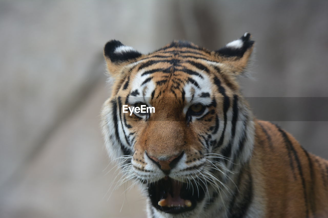 Close-up portrait of a tiger