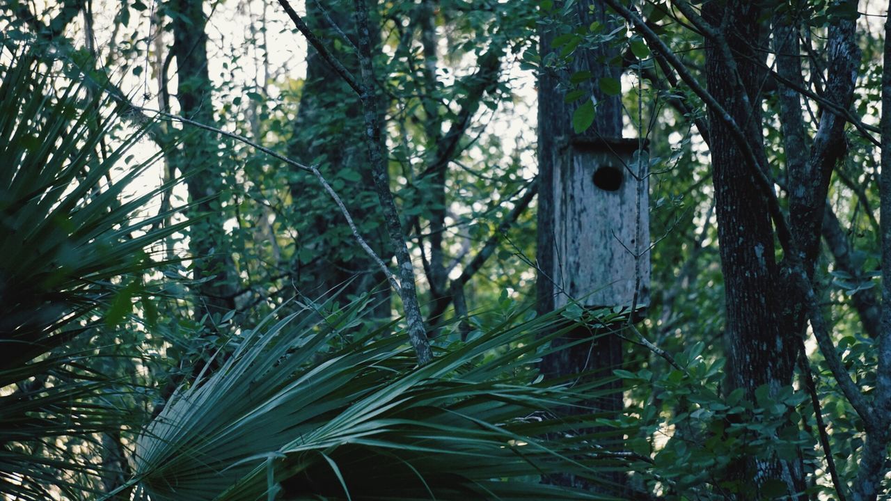 IVY IN FOREST