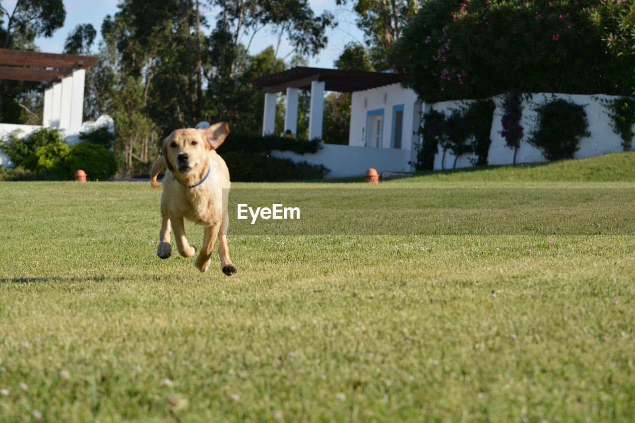 Dog running on grassy field in park