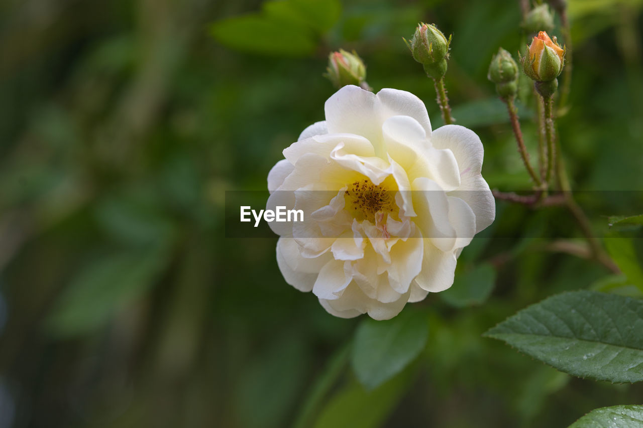flower, plant, flowering plant, beauty in nature, freshness, petal, close-up, nature, flower head, inflorescence, rose, fragility, plant part, white, leaf, growth, blossom, no people, springtime, focus on foreground, outdoors, botany, garden roses, burnet rose, macro photography, day