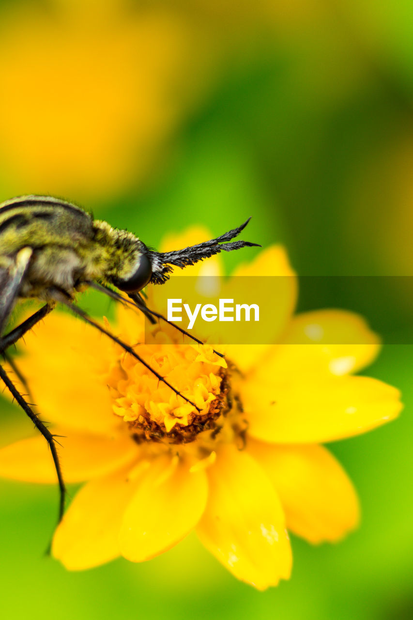 CLOSE-UP OF INSECT POLLINATING FLOWER