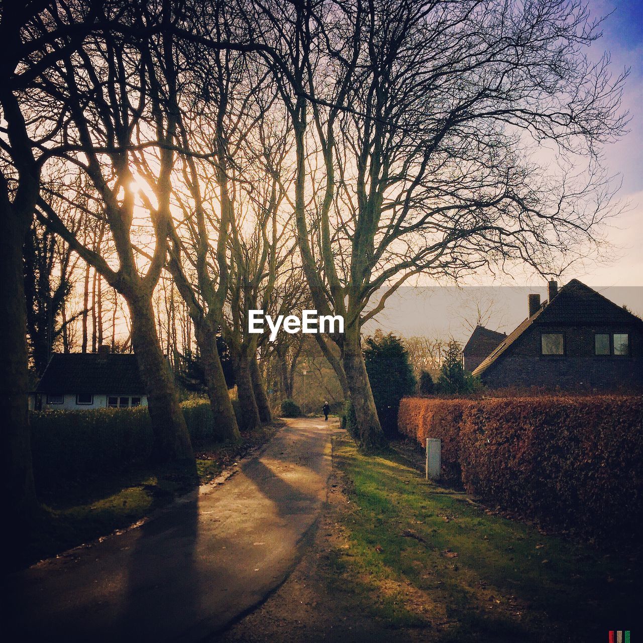 Empty narrow road along bare trees on landscape