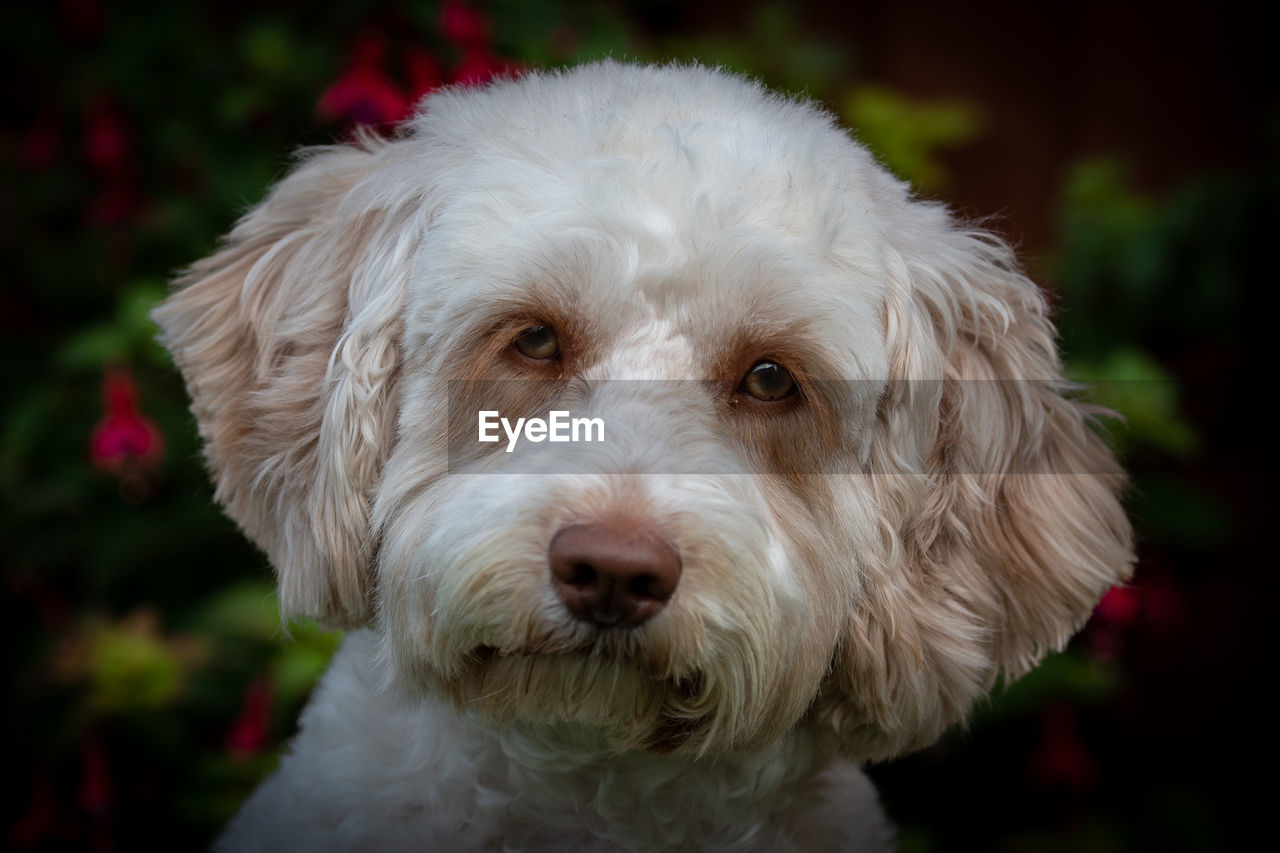 Close-up portrait of dog