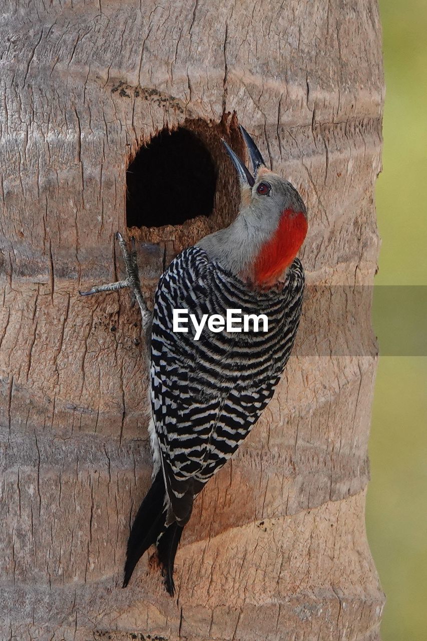 animal, animal themes, bird, one animal, animal wildlife, no people, wildlife, woodpecker, nature, wood, beak, day, outdoors, close-up, wing