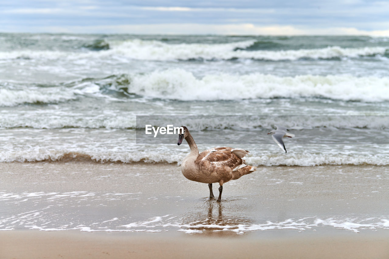 Young brown colored white swan walking by blue sea waters. swan chick with brown feathers. mute swan