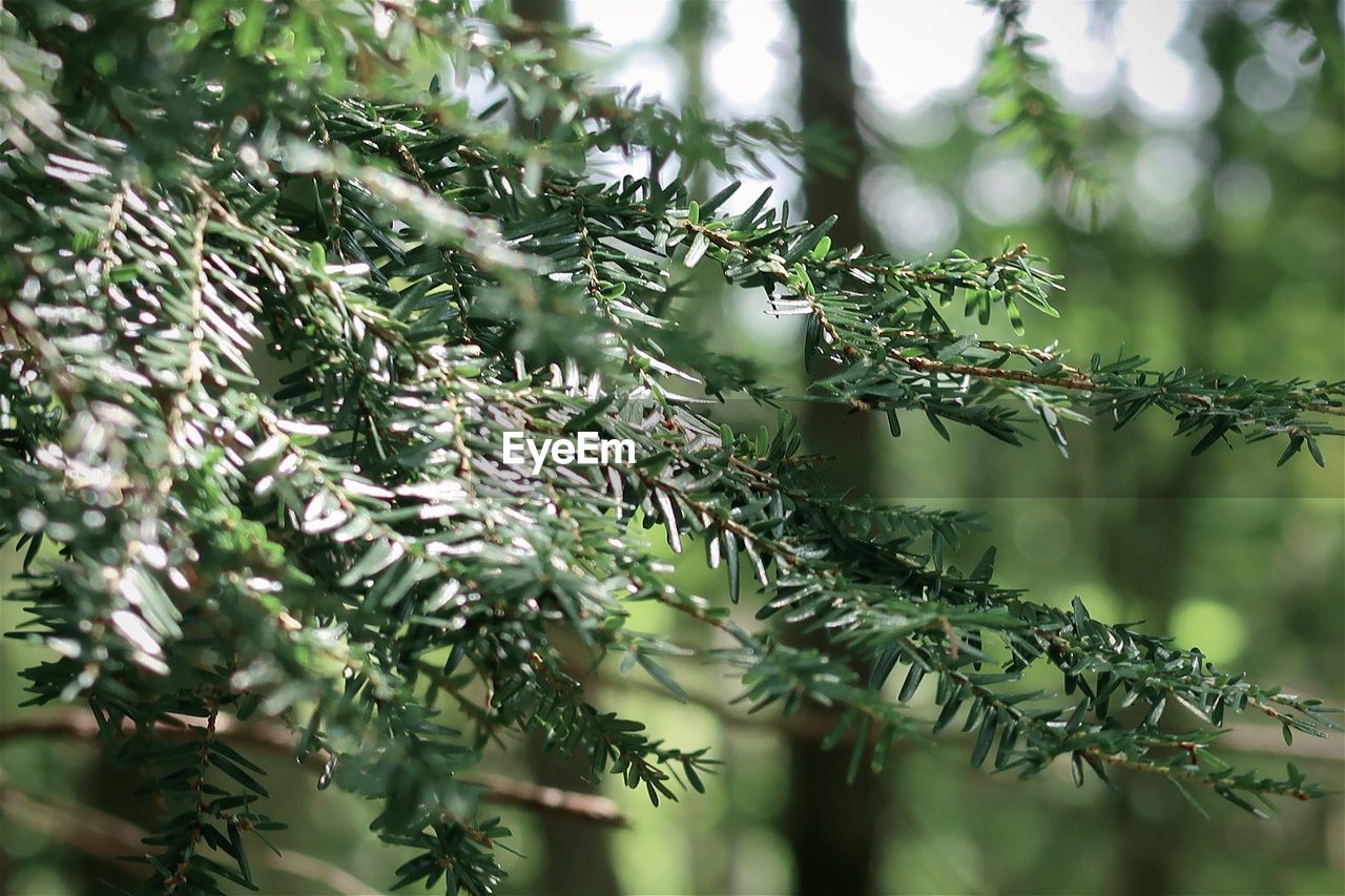 Pine branches in the forest