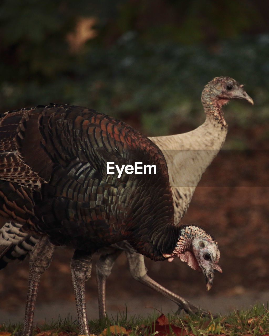 Close-up of two turkeys on a field.