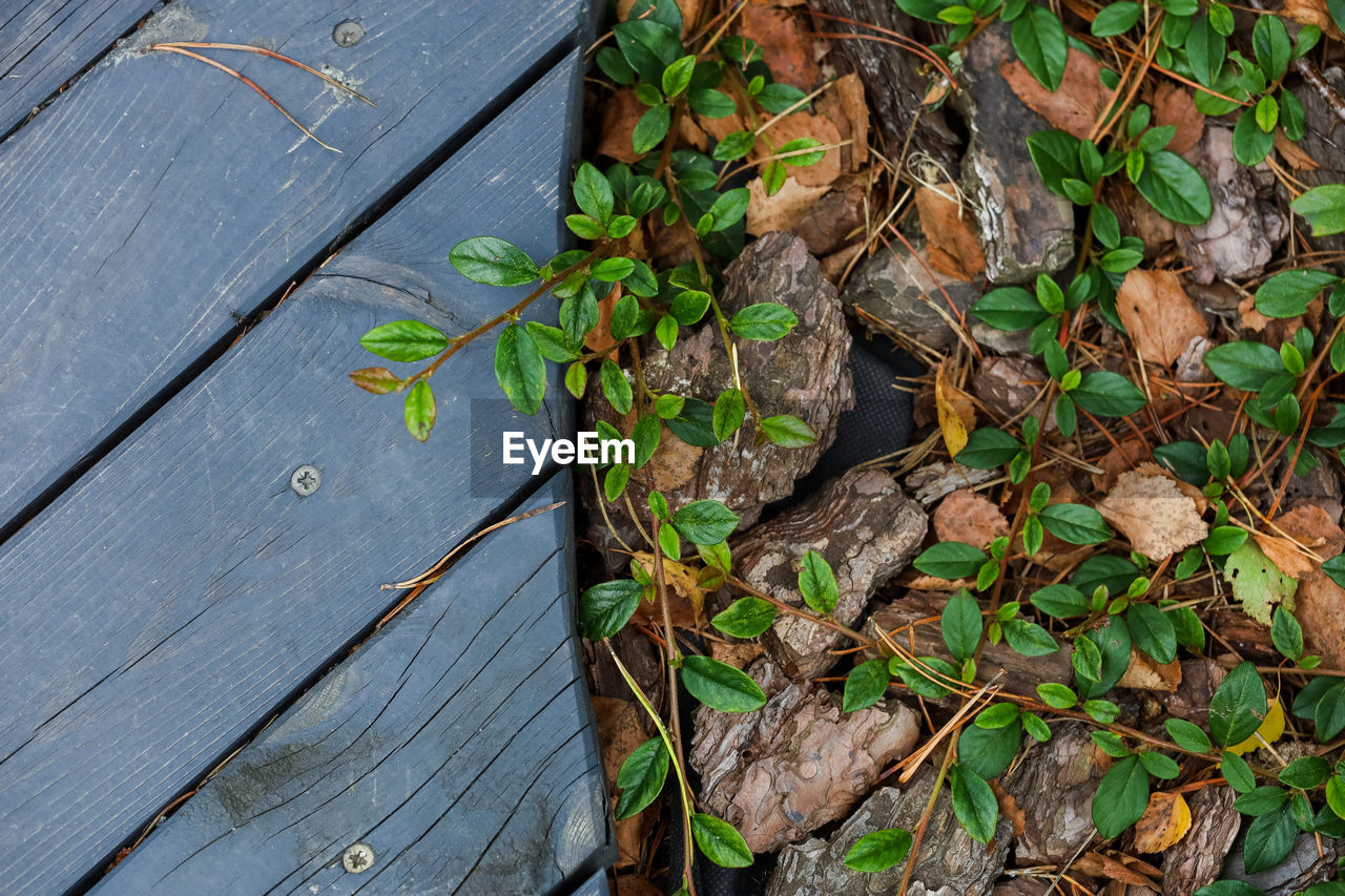 HIGH ANGLE VIEW OF PLANT LEAVES ON WOOD