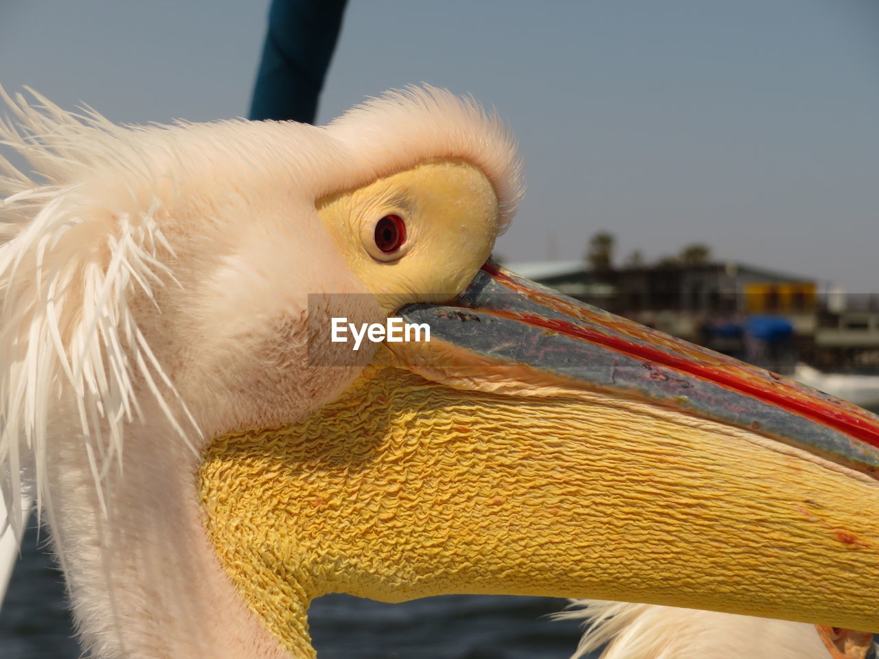 Close-up of a pelican