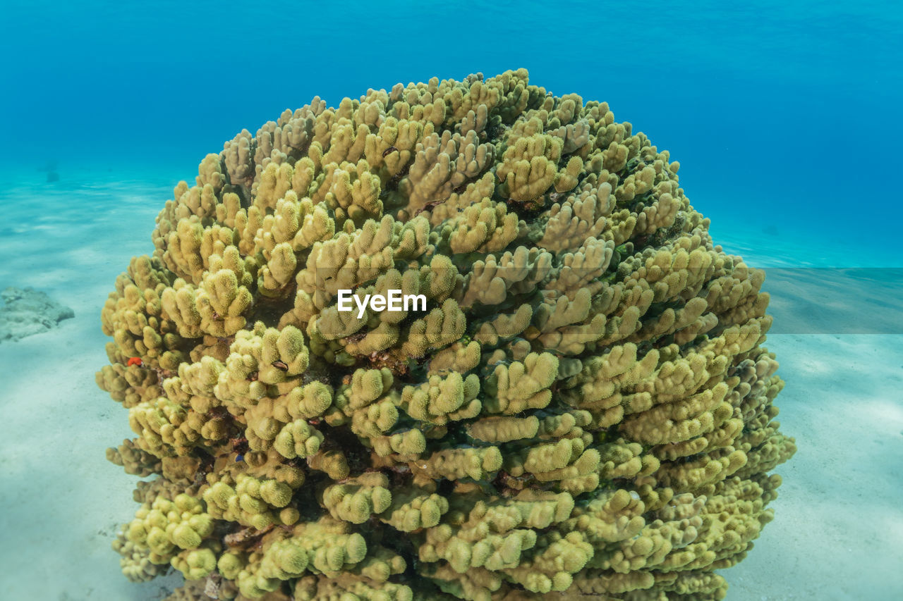 Coral reef and water plants in the red sea, eilat israel